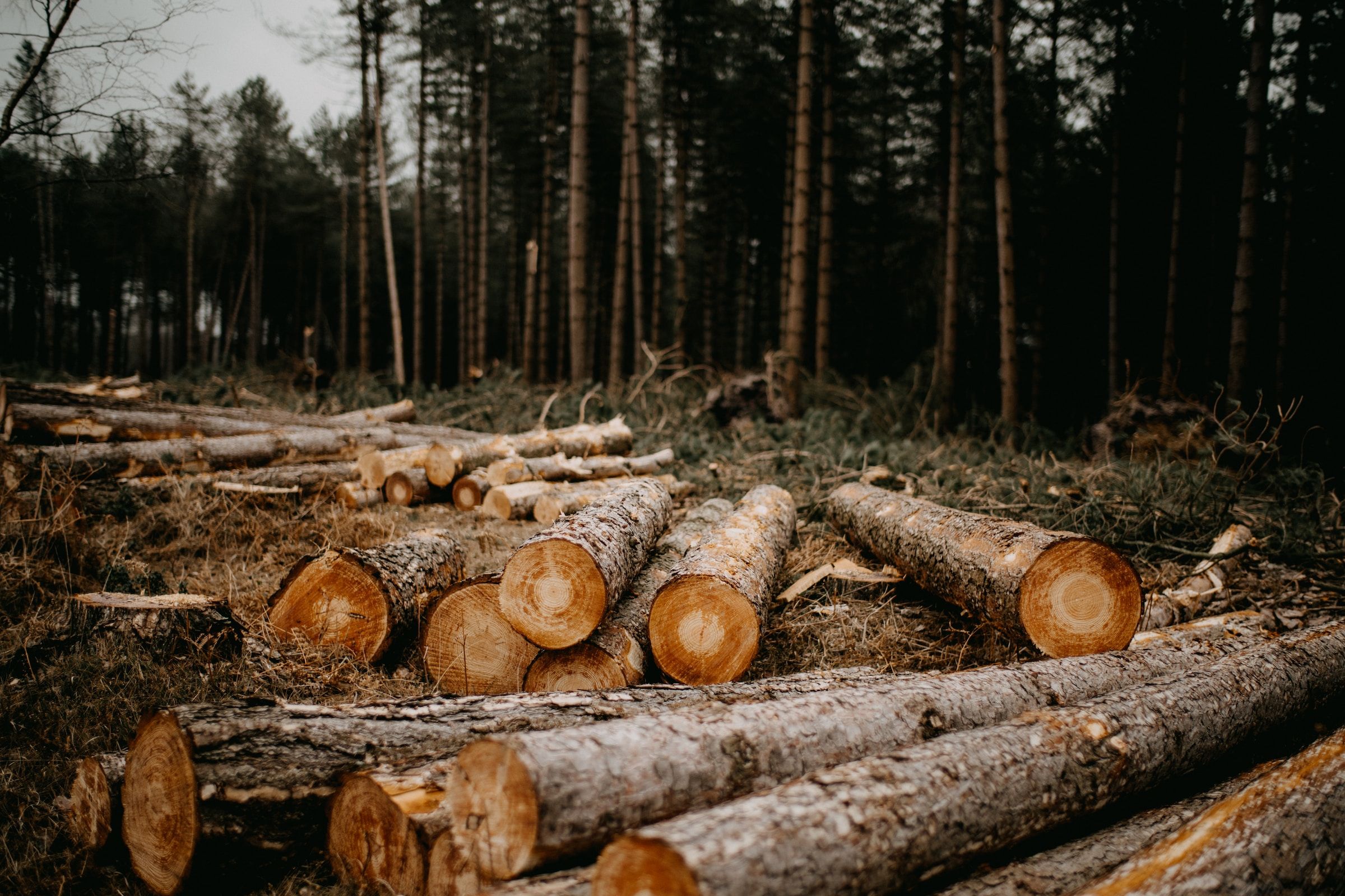 Deforestation's Silent Assault on Nigeria's Respiratory Health: A Growing Crisis