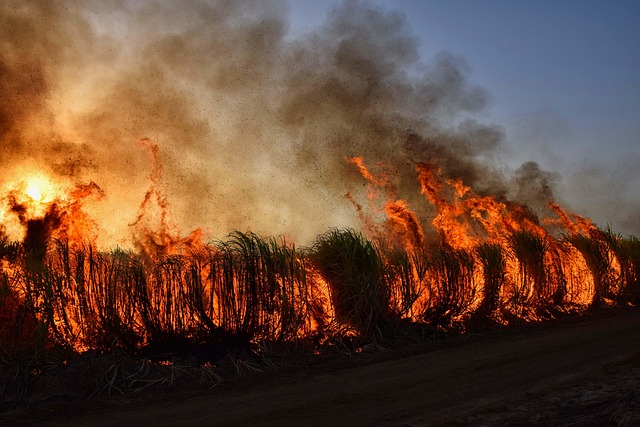 The scorched earth and our lungs: Unraveling the link between climate-driven wildfires and Respiratory disease